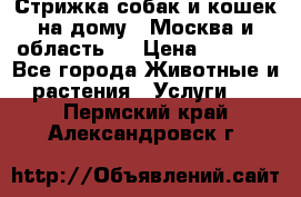 Стрижка собак и кошек на дому.  Москва и область.  › Цена ­ 1 200 - Все города Животные и растения » Услуги   . Пермский край,Александровск г.